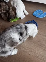 Bandit , a male Cocker Spaniel for sale in Beaumont, CA – Photo 10 of 10