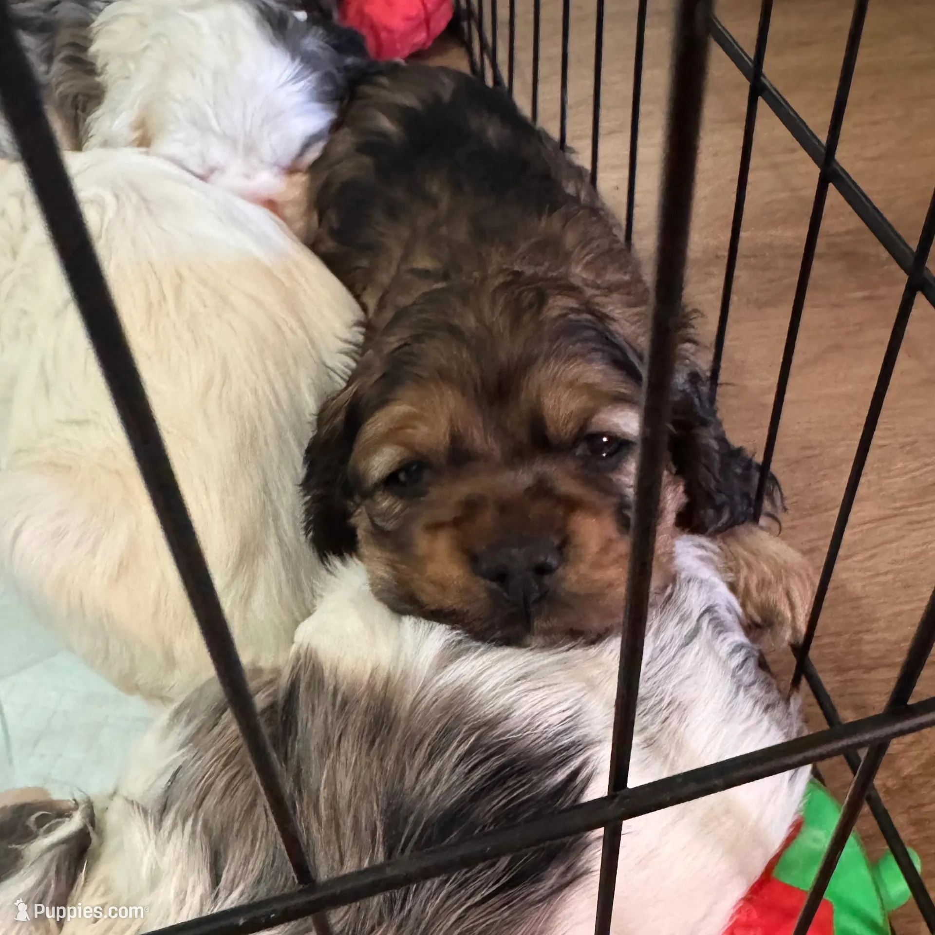 Teddy, a male Cocker Spaniel for sale in Beaumont, CA – Photo 4 of 10