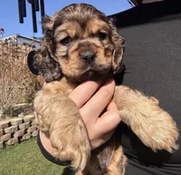 Teddy, a male Cocker Spaniel for sale in Beaumont, CA – Photo 6 of 10