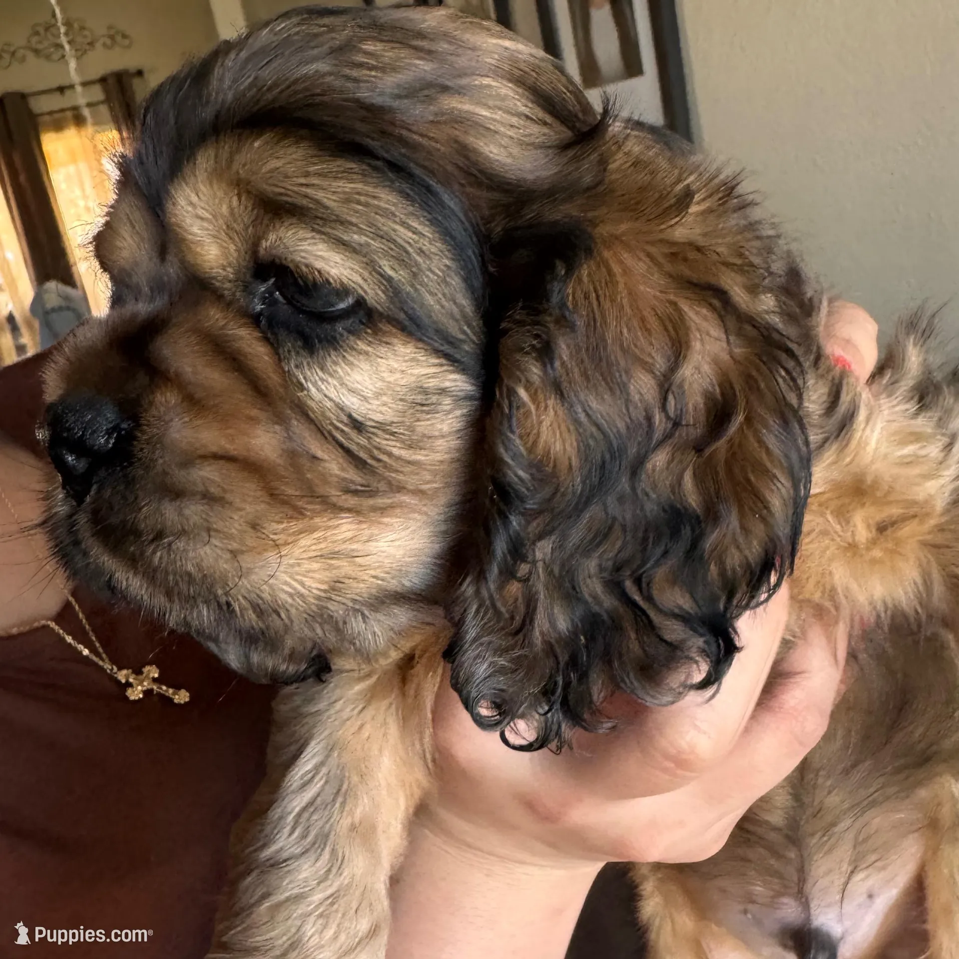 Teddy, a male Cocker Spaniel for sale in Beaumont, CA – Photo 9 of 10