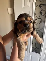 Teddy, a male Cocker Spaniel for sale in Beaumont, CA – Photo 10 of 10