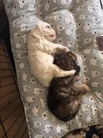 Teddy, a male Cocker Spaniel for sale in Beaumont, CA – Photo 8 of 10