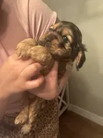 Teddy, a male Cocker Spaniel for sale in Beaumont, CA – Photo 3 of 4