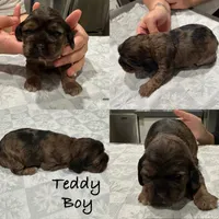 Teddy, a male Cocker Spaniel for sale in Beaumont, CA – Photo 4 of 4