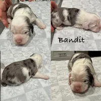 Bandit, a male Cocker Spaniel for sale in Beaumont, CA – Photo 3 of 4