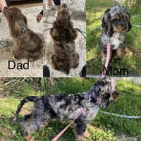 Bandit, a male Cocker Spaniel for sale in Beaumont, CA – Photo 2 of 4