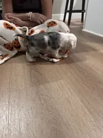 Bandit, a male Cocker Spaniel for sale in Beaumont, CA – Photo 4 of 4