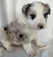 FROST, a male Border Collie for sale in The Woodlands, TX – Photo 1 of 3