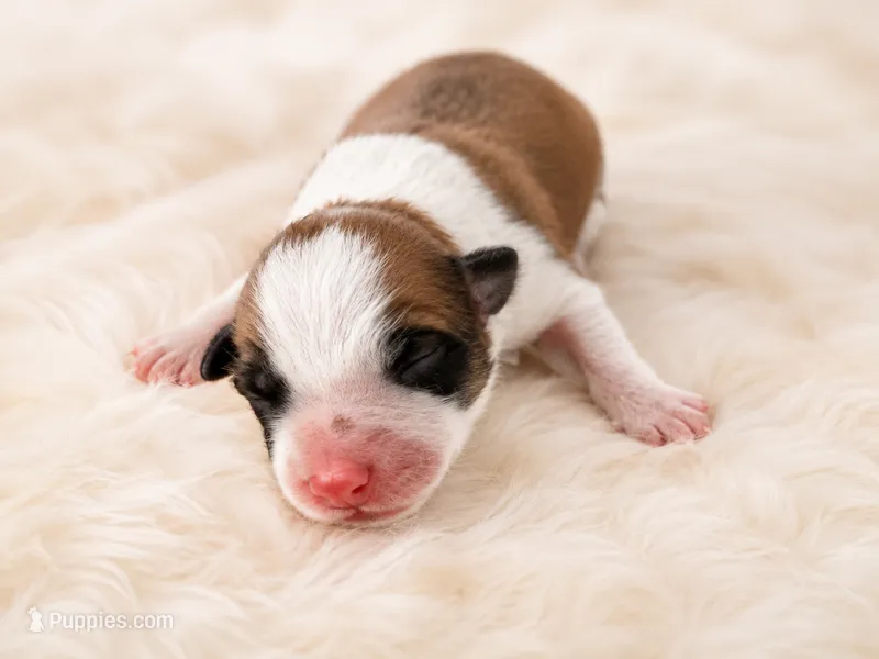 AKC CHAMPION BLOODLINE- Chewbacca  – Border Collie puppy for sale in The Woodlands, TX