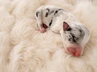 AKC CHAMPION BLOODLINE- Princess Leia , a female Border Collie for sale in The Woodlands, TX – 3 of 4