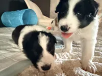 AKC CHAMPION BLOODLINE- Kylo Ren, a male Border Collie for sale in The Woodlands, TX – 6 of 9