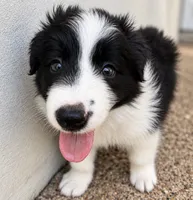 AKC CHAMPION BLOODLINE- Kylo Ren, a male Border Collie for sale in The Woodlands, TX – 7 of 9