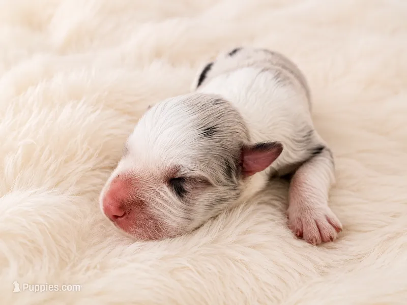 AKC CHAMPION BLOODLINE- Princess Leia  – Border Collie puppy for sale in The Woodlands, TX
