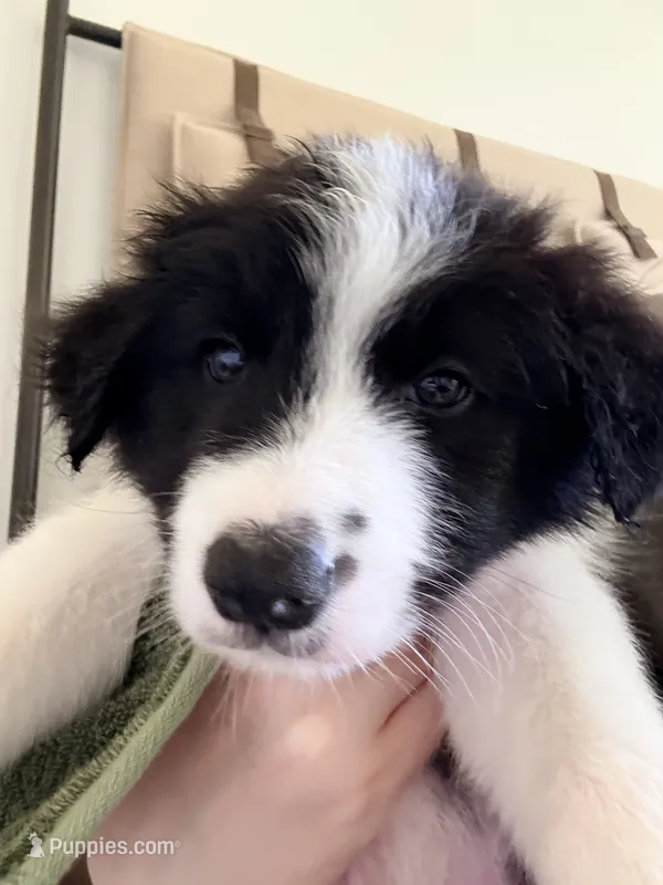 AKC CHAMPION BLOODLINE- Kylo Ren – Border Collie puppy for sale in The Woodlands, TX