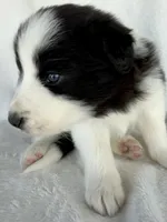 processed/3ade2eed-ebb1-4725-a0bb-4e44f3e5173d/listing/8035cfa9-1bea-4c46-bc27-00d622a2ece2/310b69d0-5e80-4dc0-adfc-27cb4120e2d0