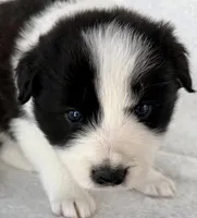 processed/3ade2eed-ebb1-4725-a0bb-4e44f3e5173d/listing/8035cfa9-1bea-4c46-bc27-00d622a2ece2/f8e62289-a086-4d6e-9038-51650fe0e8e3