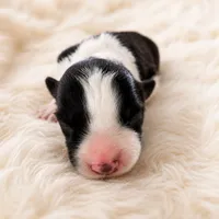 AKC CHAMPION BLOODLINE- Darth Vader , a male Border Collie for sale in The Woodlands, TX – 1 of 3