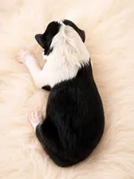 AKC CHAMPION BLOODLINE- Kylo Ren, a male Border Collie for sale in The Woodlands, TX – 2 of 3