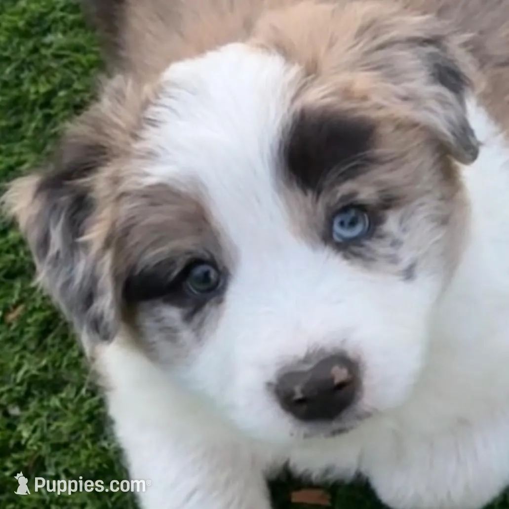 AKC CHAMPION BLOODLINE- CHAI