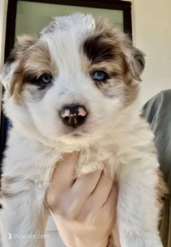 AKC CHAMPION BLOODLINE- CHAI