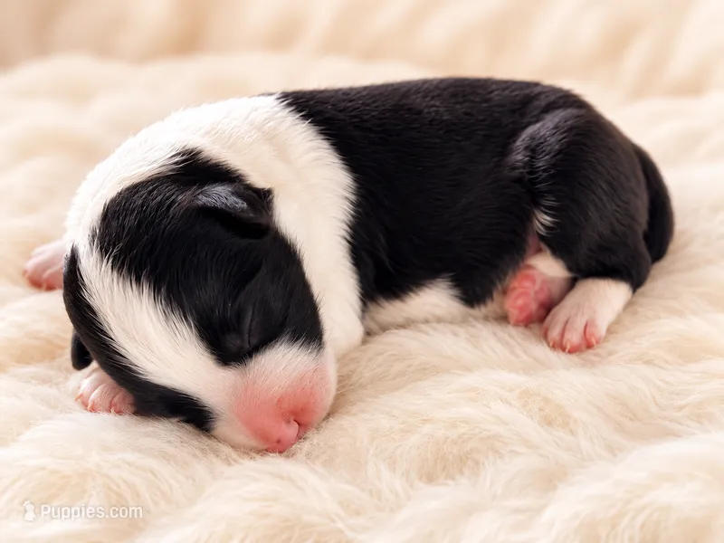 AKC CHAMPION BLOODLINE- Kylo Ren – Border Collie puppy for sale in The Woodlands, TX