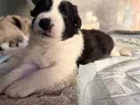 AKC CHAMPION BLOODLINE- Kylo Ren, a male Border Collie for sale in The Woodlands, TX – 4 of 9