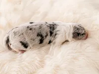 AKC CHAMPION BLOODLINE- Princess Leia , a female Border Collie for sale in The Woodlands, TX – 4 of 4