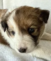 AKC CHAMPION BLOODLINE- MOCHA, a male Border Collie for sale in The Woodlands, TX – Photo 1 of 5