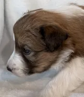 AKC CHAMPION BLOODLINE- MOCHA, a male Border Collie for sale in The Woodlands, TX – Photo 2 of 5