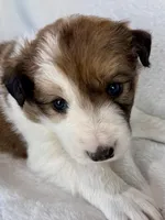 AKC CHAMPION BLOODLINE- MOCHA, a male Border Collie for sale in The Woodlands, TX – Photo 3 of 5