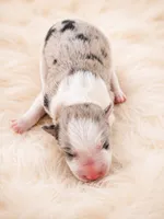 AKC CHAMPION BLOODLINE- Han Solo, a male Border Collie for sale in The Woodlands, TX – 3 of 3