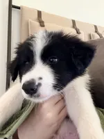 AKC CHAMPION BLOODLINE- Kylo Ren, a male Border Collie for sale in The Woodlands, TX – 2 of 9