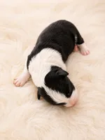 AKC CHAMPION BLOODLINE- Kylo Ren, a male Border Collie for sale in The Woodlands, TX – 3 of 3