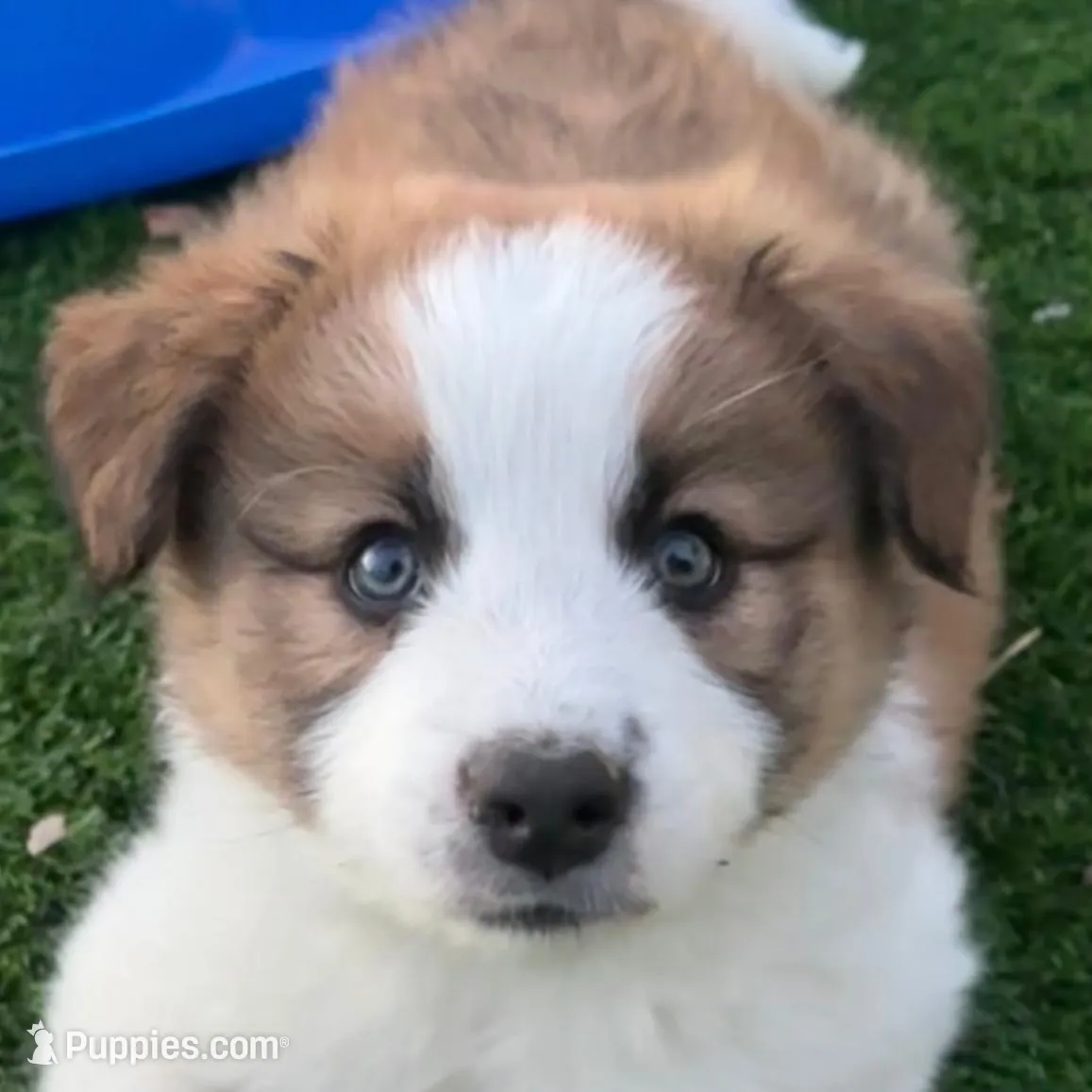 AKC CHAMPION BLOODLINE- LATTE