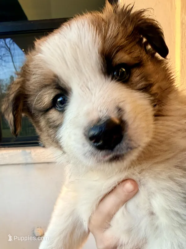 AKC CHAMPION BLOODLINE- LATTE