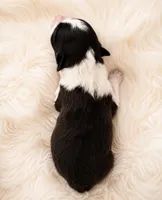 AKC CHAMPION BLOODLINE- Darth Vader , a male Border Collie for sale in The Woodlands, TX – 2 of 3