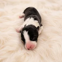 AKC CHAMPION BLOODLINE- Darth Vader , a male Border Collie for sale in The Woodlands, TX – 3 of 3
