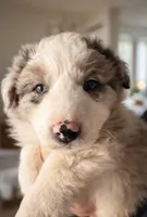 AKC CHAMPION BLOODLINE- COOKIES N’ CREAM, a male Border Collie for sale in The Woodlands, TX – Photo 2 of 9