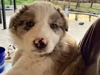 AKC CHAMPION BLOODLINE- FLURRY, a male Border Collie for sale in The Woodlands, TX – Photo 2 of 9