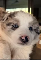 AKC CHAMPION BLOODLINE- COOKIES N’ CREAM, a male Border Collie for sale in The Woodlands, TX – Photo 1 of 9