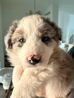 AKC CHAMPION BLOODLINE- FLURRY, a male Border Collie for sale in The Woodlands, TX – Photo 1 of 9