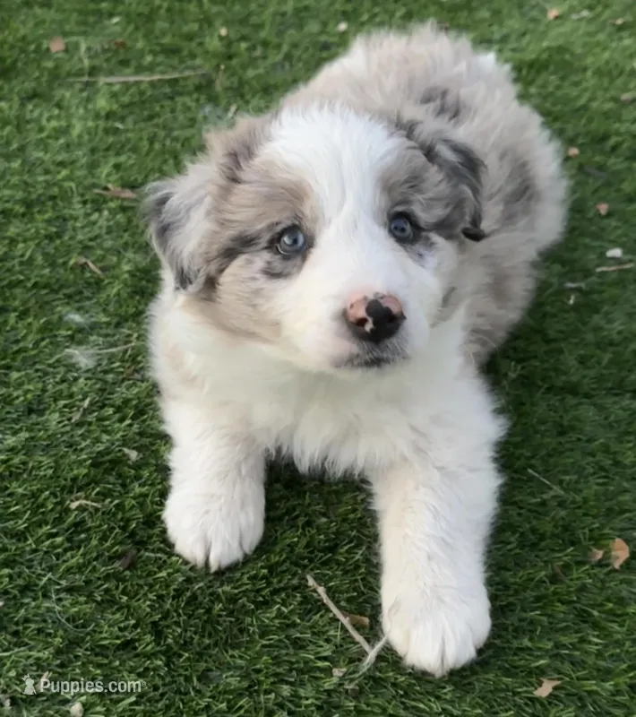 AKC CHAMPION BLOODLINE- COOKIES N’ CREAM