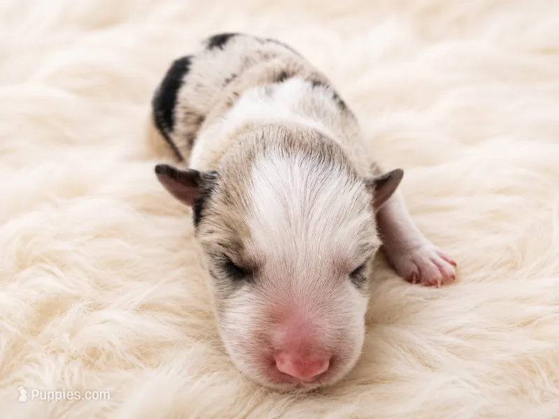 AKC CHAMPION BLOODLINE- Han Solo – Border Collie puppy for sale in The Woodlands, TX