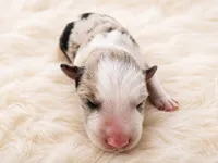 AKC CHAMPION BLOODLINE- Han Solo, a male Border Collie for sale in The Woodlands, TX – 1 of 3