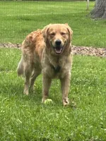 Ollie, a male Golden Retriever for sale in Tucson, AZ – 2 of 8
