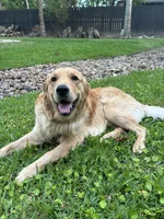 Ollie, a male Golden Retriever for sale in Tucson, AZ – 4 of 8
