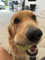 Ollie, a male Golden Retriever for sale in Tucson, AZ – 3 of 8