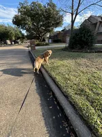 Ollie, a male Golden Retriever for sale in Tucson, AZ – 7 of 8
