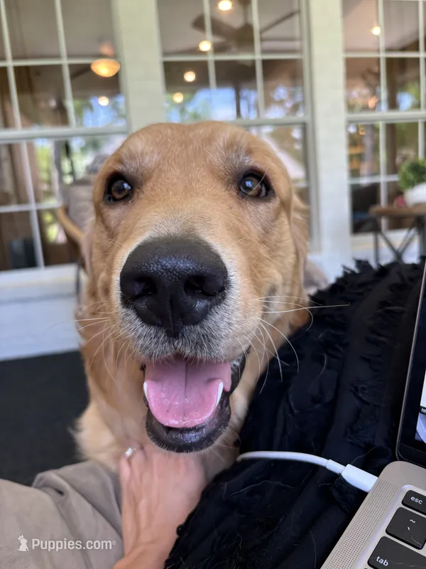 Ollie – Golden Retriever puppy for sale in Tucson, AZ