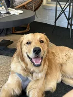 Ollie, a male Golden Retriever for sale in Tucson, AZ – 5 of 8